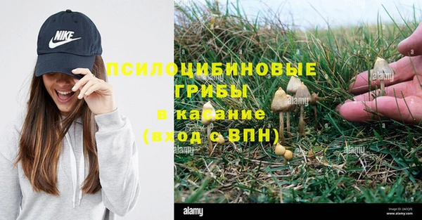 ПСИЛОЦИБИНОВЫЕ ГРИБЫ Арсеньев